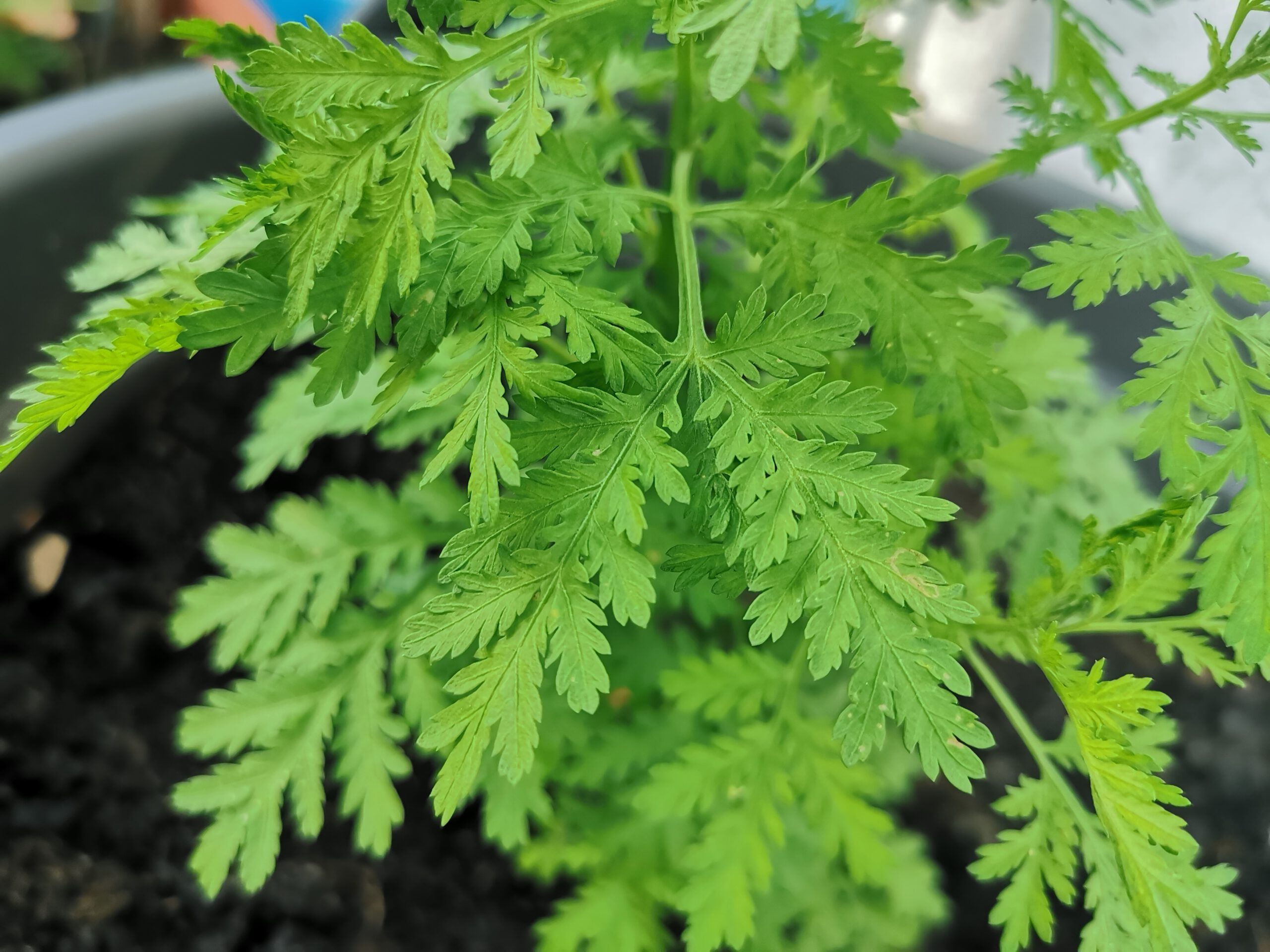 Artemisia Annua Grün